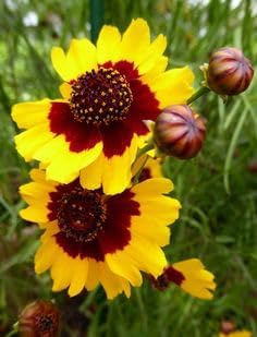 Calliopsis Flower Seeds for Planting - NON GMO Seeds