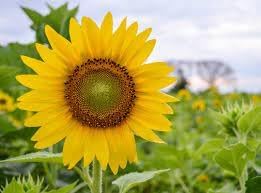 Sunflower Seeds Heirloom Non GMO Planting - 100 pcs for planting in home garden