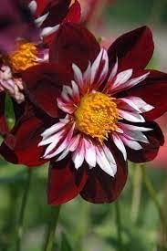 Night Butterfly Dahlia Flower Seeds for Planting - 100 pcs