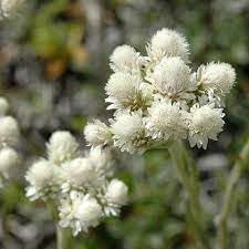Heirloom Non-GMO Pussytoes Flower Seeds for Planting for planting in home garden