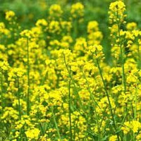 Rapeseed Flower Seeds for Planting - 100 pcs seeds for planting in home garden