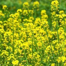 Rapeseed Flower Seeds for Planting - 100 pcs seeds for planting in home garden