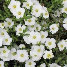 Avalanche Flower Seeds for Planting - 100 pcs
