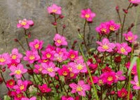 Saxifraga Moss Flower Seeds for Planting, NON GMO Seeds