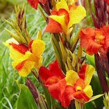 Cleopatra Flower Seeds for Planting ƒ?? Fresh, Organic, Heirloom, Non-GMO Garden Blooms