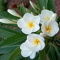 White Egg Flower Seeds for Garden Planting – Heirloom, Non-GMO Bright Bloom Variety seeds for planting in home garden