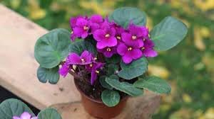 Heirloom African Violet Seeds – Non-GMO Flower Seeds for Planting Colorful Indoor Blooms