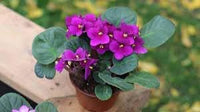 Heirloom African Violet Seeds – Non-GMO Flower Seeds for Planting Colorful Indoor Blooms