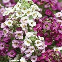 Alyssum Perennial Flower Seeds â€“ Heirloom, Non-GMO Seeds for Planting