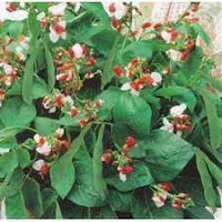 Bean Hestia Flower Seeds – Heirloom Non-GMO Seeds for Compact and Edible Ornamental Garden Planting
