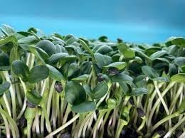 Sunflower Microgreens Seeds ƒ?? Fast-Growing, Nutrient-Rich Seeds for Planting Indoors or Outdoors