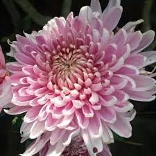 Bonsai Chrysanthemum Seeds for Planting - NON GMO Seeds