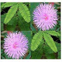 Mixed Schrankia Uncinata Plant Seeds for Planting - 100 pcs