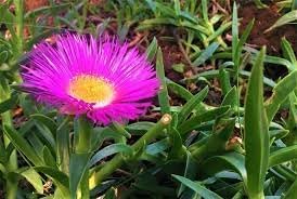Carpobrotus Flower Seeds for Planting - 100 pcs