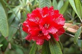Heirloom Rhododendron Flower Seeds, Non-GMO Vibrant Blooms for Planting