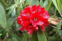 Heirloom Rhododendron Flower Seeds, Non-GMO Vibrant Blooms for Planting