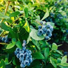 Rollinia Deliciosa seeds for planting soft sweet fruits in home garden