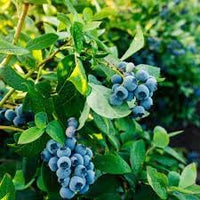Rollinia Deliciosa seeds for planting soft sweet fruits in home garden