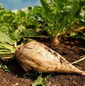 Sugar beet plant seeds