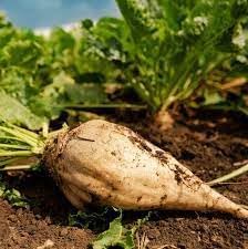 Sugar beet plant seeds