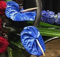 Anthurium Plant Seeds Heirloom Non GMO Planting - 100 pcs
