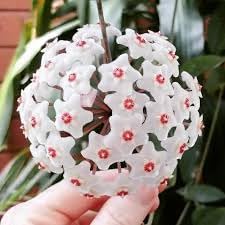 Heirloom Non-GMO Orchid Ball Flower Seeds for Planting – Decorative Blooms for Elegant Gardens