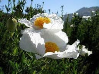 Coulteri Flower Seeds for Planting - NON GMO Seeds