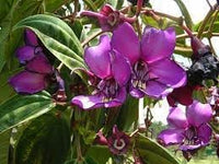 Meriania Nobilis Flower Seeds for Garden Planting – Heirloom, Non-GMO Exotic Blooms