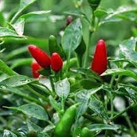 Chili Vegetable Seeds for Planting, 100 Pcs pcs