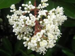 Seeds (Seeds scientific name) for planting in garden