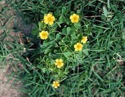 Sorrel Flower Seeds for Planting - NON GMO Seeds