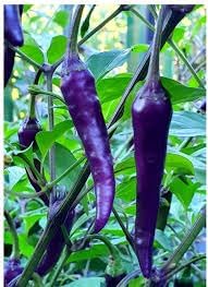 Chilli Vegetable Seeds for Planting - 100 Pcs pcs