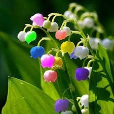 Bell Orchid Flower Seeds for Garden Planting - NON GMO Seeds for planting in home garden