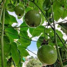 Passion Fruit Seeds for Cultivating Tangy and Refreshing Tropical Fruit 100 Pcs pcs