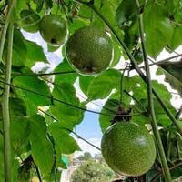 Passion Fruit Seeds for Cultivating Tangy and Refreshing Tropical Fruit 100 Pcs pcs