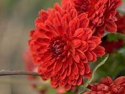 Heirloom Non-GMO Red Chrysanthemum Flower Seeds for Planting ƒ?? Bold Autumn Garden Blooms