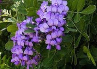Heirloom Non-GMO Laurel Sophora Flower Seeds for Planting – Hardy Blooms for Dry and Coastal Gardens - Non-GMO for planting in home garden