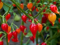 Chupetinha Pepper Seeds for Planting - 100 Pcs pcs