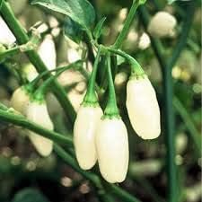 Chili Brazilian Vegetable Seeds for Planting – White Pepper Variety heirloom & Non-GMO Seeds