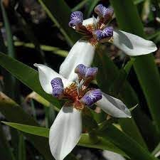 Gracilis Flower Seeds for Planting, Heirloom, Non-GMO, 100 pcs