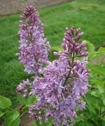 Tiny Dancer Flower Seeds Heirloom Non GMO Planting - 100 pcs for planting in home garden