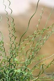 Heirloom Non-GMO Spiralis Plant Seeds for Planting – Twisting Ornamental Foliage for Unique Garden Displays