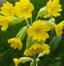 Heirloom Non-GMO Veris Flower Seeds for Planting – Yellow Blooms for Spring Gardens - Non-GMO for planting in home garden
