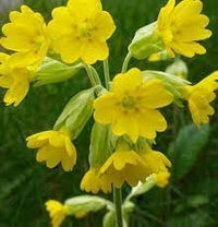 Heirloom Non-GMO Veris Flower Seeds for Planting – Yellow Blooms for Spring Gardens - Non-GMO for planting in home garden