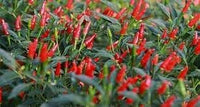 Chili Pepper Vegetable Seeds for Planting - 100 Pcs pcs