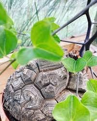 Dioscorea Elephantipes Yam Seeds for Planting - NON GMO Seeds