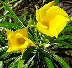 Thevetia Flower Seeds for Planting, Heirloom, Non-GMO, 100 pcs for planting in home garden