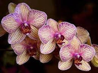 Cymbidium Orchid Seeds - Heirloom Non-GMO Planting Seeds