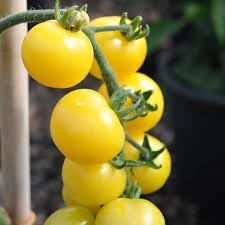 Tomato Vegetable Seeds for Planting - 100 Pcs pcs