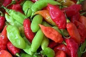 Trinidad Pimento Capsicum chinense seeds for garden planting